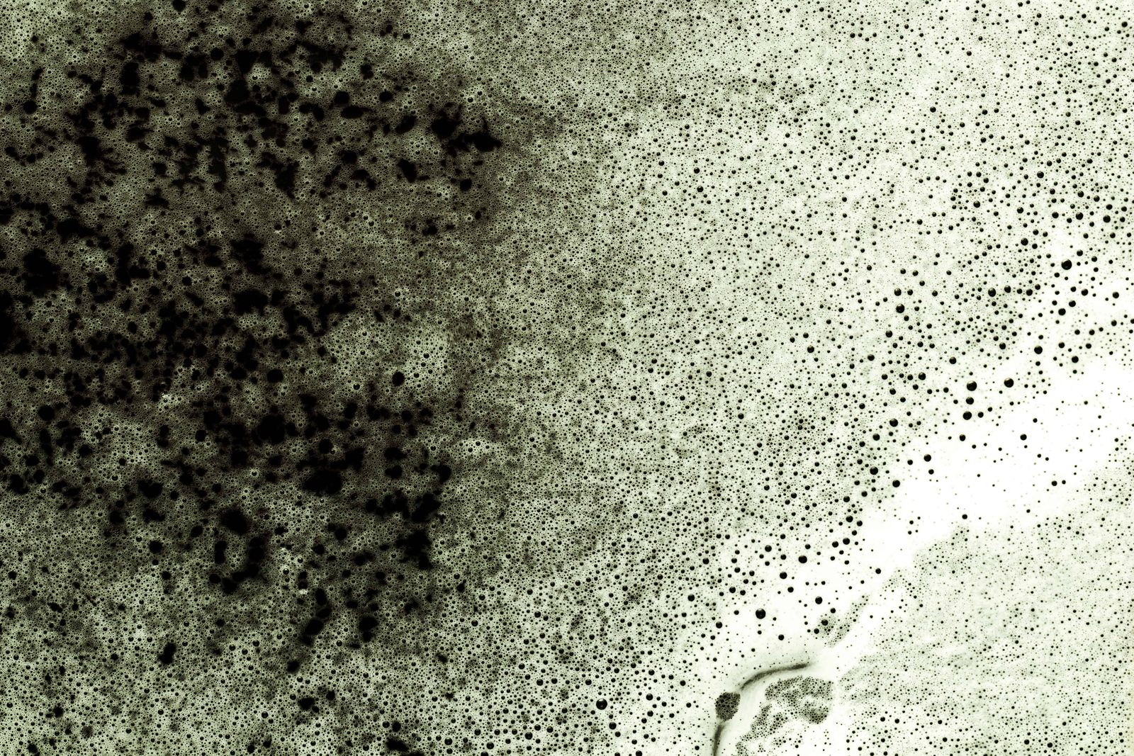 Black Mold Spreading Across Surface