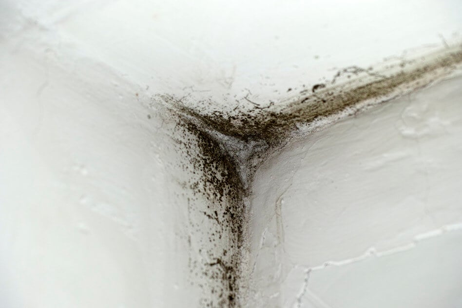 Mold growing in the corner of a white wall