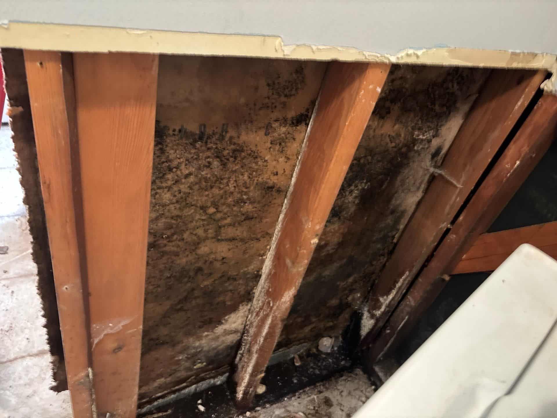 Black mold on wall framing behind removed drywall