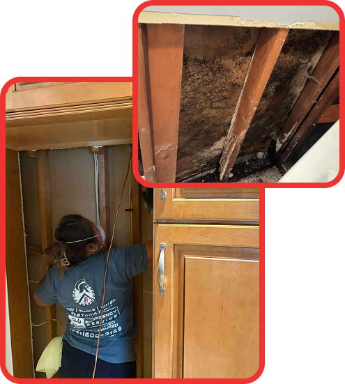 Why Mold Removal Is So Important