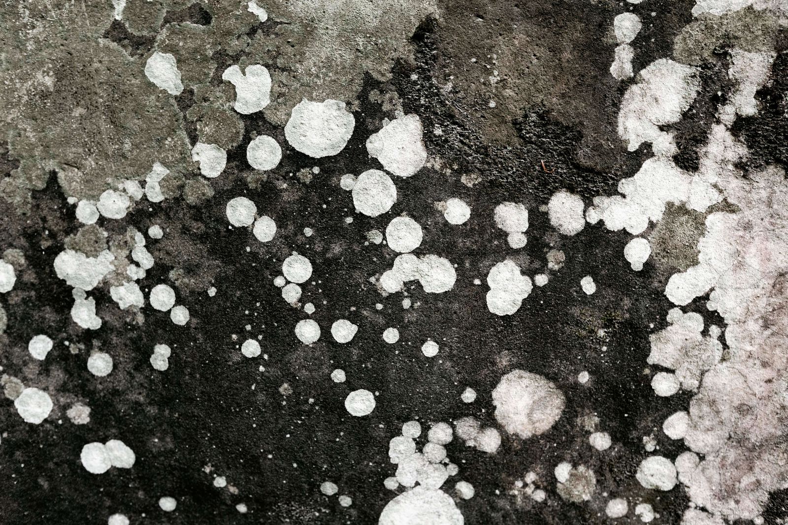 White mold